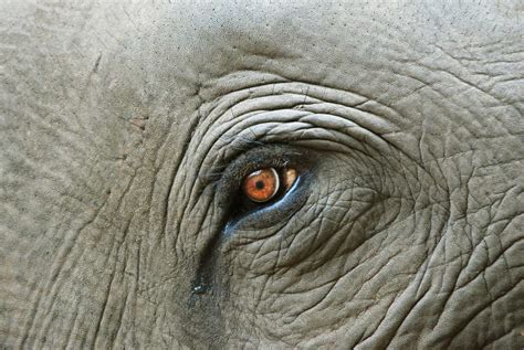 印度大象意義 面相學 眼睛